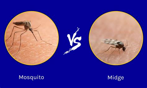 Midge Vs Mosquito 4 Key Differences Explained A Z Animals
