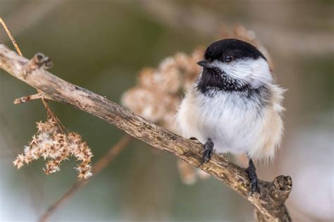 Black Capped Chickadee Holden Forests And Gardens