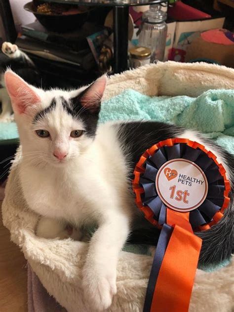 Atticus Has That Caturday Feeling And Is Showing Off His Rosette After