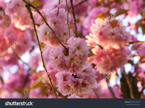 Chery Blossom Branch Pink Flower Background Stock Photo