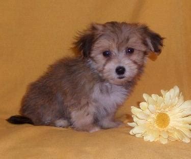 The puppy stop and adopt. Yorki Poo Puppy for Sale - Adoption, Rescue for Sale in ...