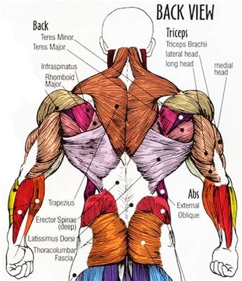 The top of the cervical spine connects to the skull, and the bottom connects to the upper back at about shoulder level. Lower Back Anatomy Pictures | Human body muscles, Body ...