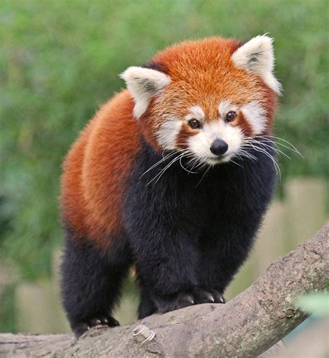 Red Panda Dublin Zoo Phoenix Park Ireland Gary Wilson แกรี่ วิล