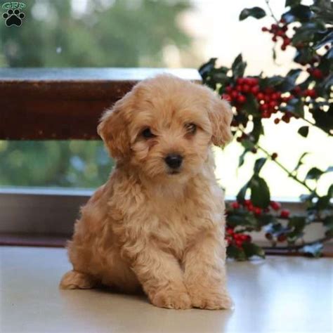 Heavenly havanese in imlay city, mi has puppies available to be adopted by their furever home. Havapoo Puppies For Sale - Havapoo Dog Breed Profile ...