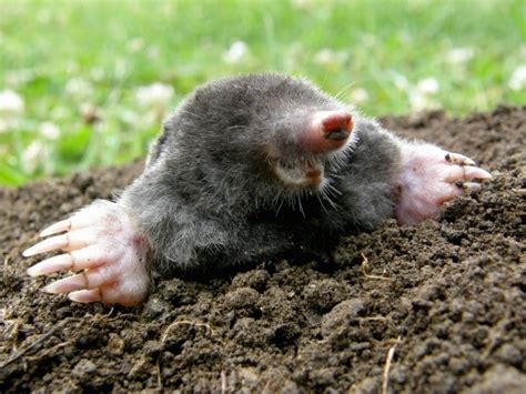 What Does The Animal Mole Taste Like Postado Por Organismo De Base Polã