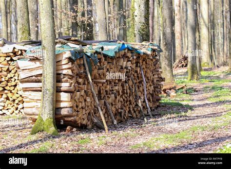 Folded Trees Fallen Trees Lie In The Woods Stock Photo Alamy