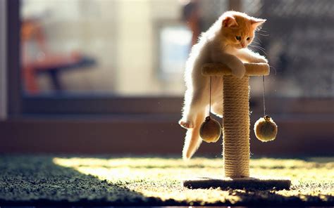 Shallow Focus Photography Of Kitten On Scratching Pole Hd Wallpaper