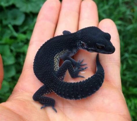 🔥 A Black Gecko Very Rare Animals Cute Lizard Cute Reptiles