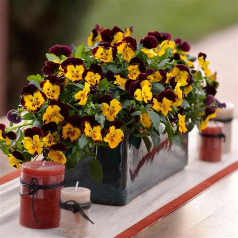 Pin By Terri Houchin On The Great Outdoors Fall Container Gardens