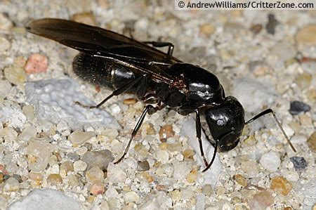 Szerezze be 60.000 másodperces (25 kép/s) few big black ants fighting című stockvideónkat. MObugs: Black Carpenter Ant