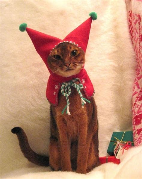 Kittens Christmas Outfits 25 Christmas Costumes For Cats
