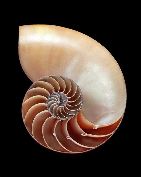 Nautilus Shell By Gavin Kingcome