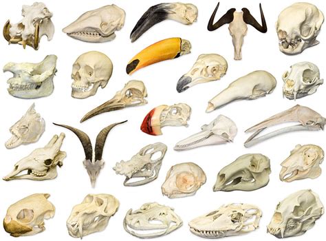 Osteology Museum Animal Skulls Ii Quiz By Kfastic