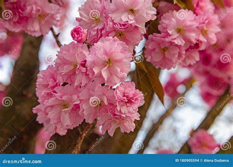 Beautiful Lush Flowering Sakura Tree Pink Fluffy Flowers Stock Photo