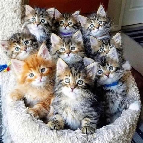 Pin By Maz Dave On Cats Kittens Cutest Beautiful Cats Cute Cats