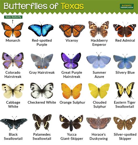 Types Of Butterflies In Texas