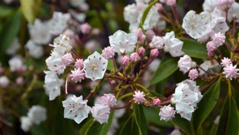 How To Grow Your Own Mountain Laurel Plant