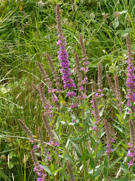 Check out our tree purple flowers selection for the very best in unique or custom, handmade pieces from our shops. Purple Loosestrife Native British Wildflower Plug Plants ...