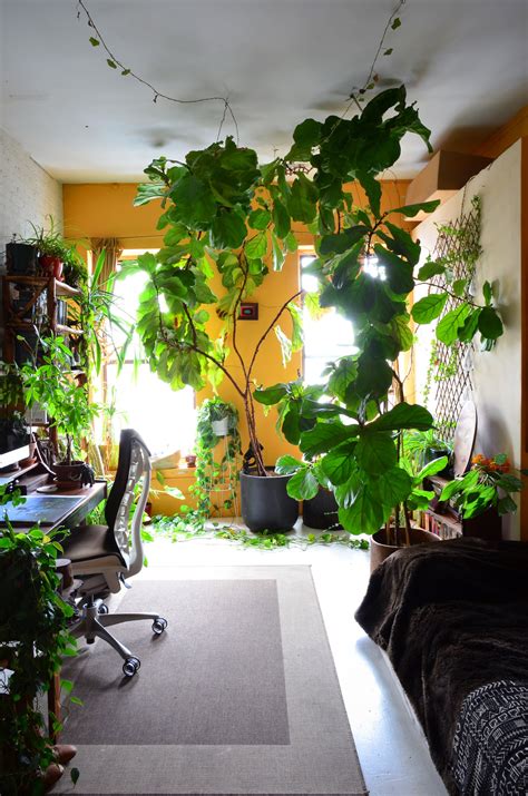 Garden house apartments 8600 skokie blvd skokie, il 60077. An Indoor Jungle Grows in a Brooklyn Apartment | Apartment ...