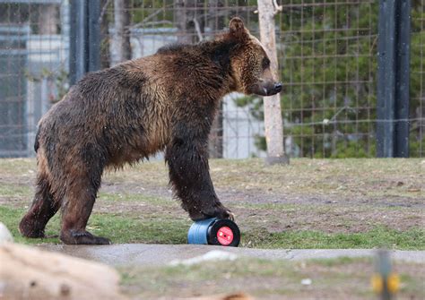 How Bear Cans Are Certified As Bear Resistant Outdoor Life