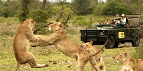 Lion Fight Welgrow Travels Blog
