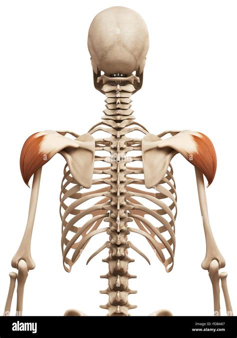 Human Shoulder Muscles Deltoid Illustration Stock Photo Alamy