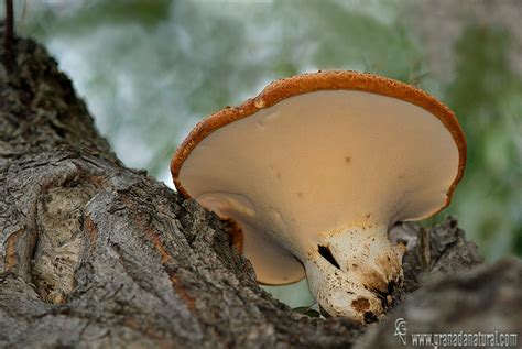 Granada Natural Polyporus Squamosus Ecología