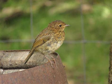 Juvenile Robins European Robin Robin Animals