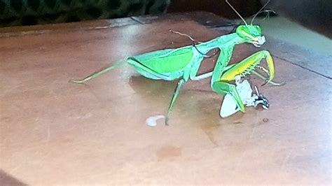 Pregnant Female Praying Mantis Eating A Lizard Youtube