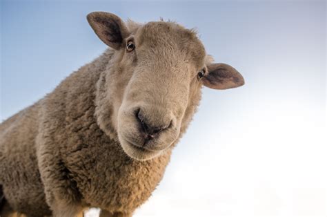 图片素材 草 领域 农场 乡村 农业 牧场 放牧 家畜 羊毛 动物群 羊肉 看 脊椎动物 滑稽 好奇 牛像