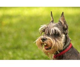Check spelling or type a new query. Life Span of Miniature Schnauzers (with Pictures) | eHow