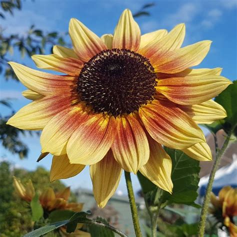 Helianthus Annuus Magic Roundabout F1 Sunflower Magic Roundabout F1 Mix Uploaded By