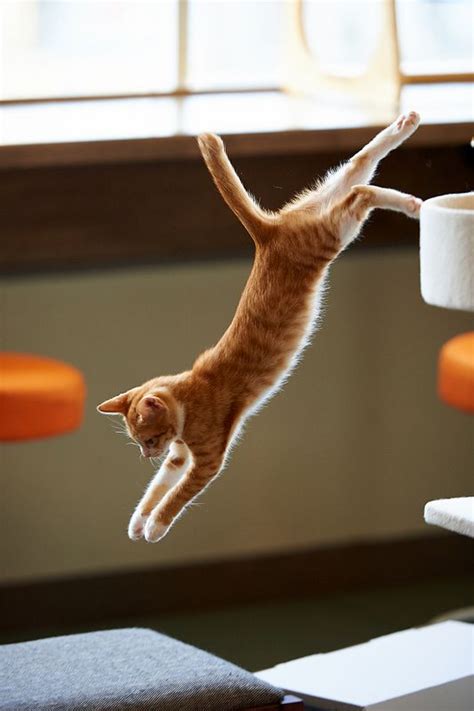 Jumping Cat Cat Proofing Cat Reference Cat Spray Cat Pose Orange