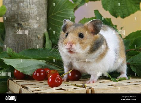 Golden Hamster Standing Mesocricetus Auratus Stock Photo Alamy