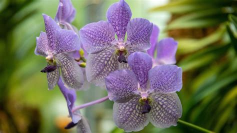Violet Orchid Flowers 4k 5k Hd Flowers Wallpapers Hd Wallpapers Id