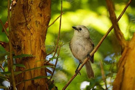 Whitehead Mohoua Albicilla Popokatea Small Bird From New Zealand
