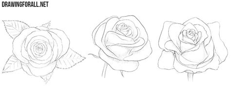 How To Draw A Realistic Rose Step By Step The Freehand Drawing Of
