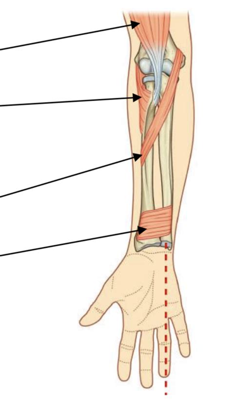 Muscles Of The Upper Limb Elbow To Hand Pronation And Supination
