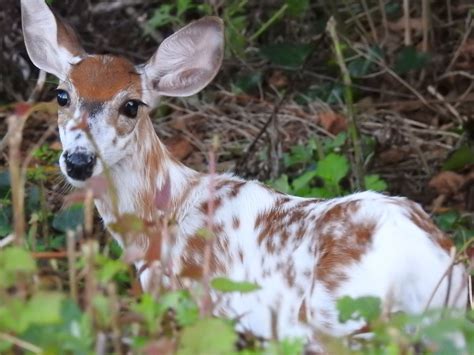 Albino White Tailed Deer Fawn