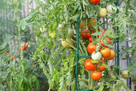 How To Stake Tomato Plants Garden Guides