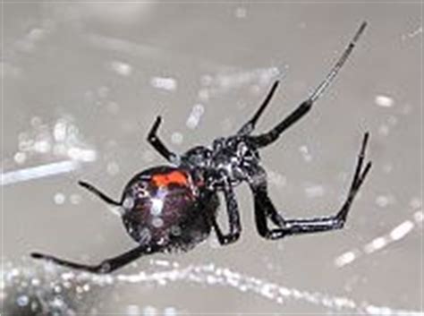 They are the most venomous spiders in know its habits. Spiders of San Francisco Bay Area : sfbaywildlife.info
