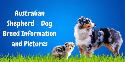 Australian Shepherd Dog Breed Information And Pictures Story Telling Co