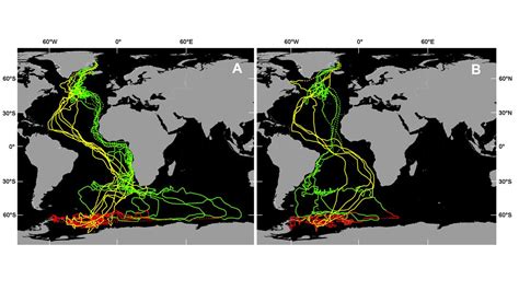 The Remarkable Migratory Patterns Of The Arctic Tern