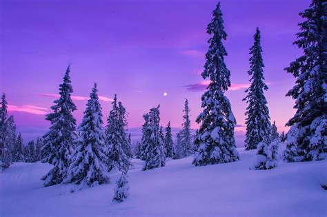 Winter Landscape Wallpaper High Resolution Sunset Sun Rays In Pine