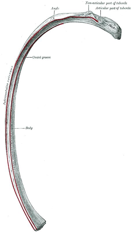 In vertebrate anatomy, ribs latin: Human rib cage - wikidoc