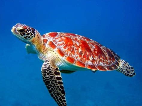 Sea Turtle Beautiful Sea Creatures Sea Turtle Pictures Ocean Animals