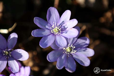 Growing And Caring For Hepatica Plantura