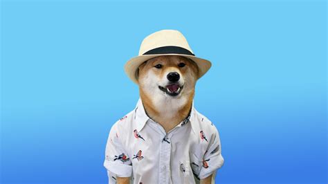 10 Doggo Meme Wallpapers