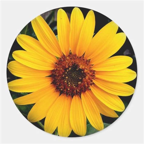 Sunflower Classic Round Sticker Zazzle