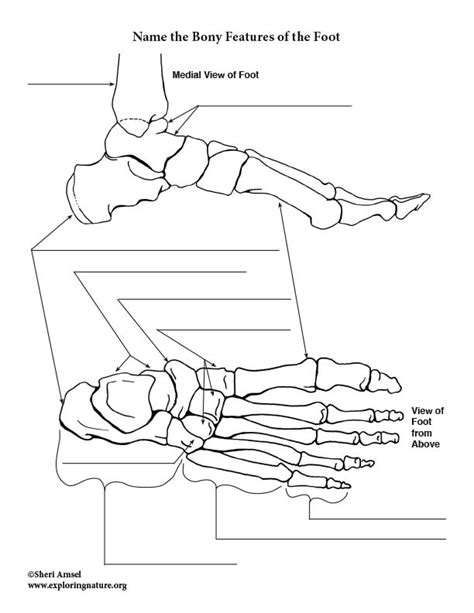 Bones Of The Foot Labeling Page
